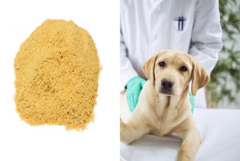 Mua cao men bia cho thú y ở đâu hà nội?
