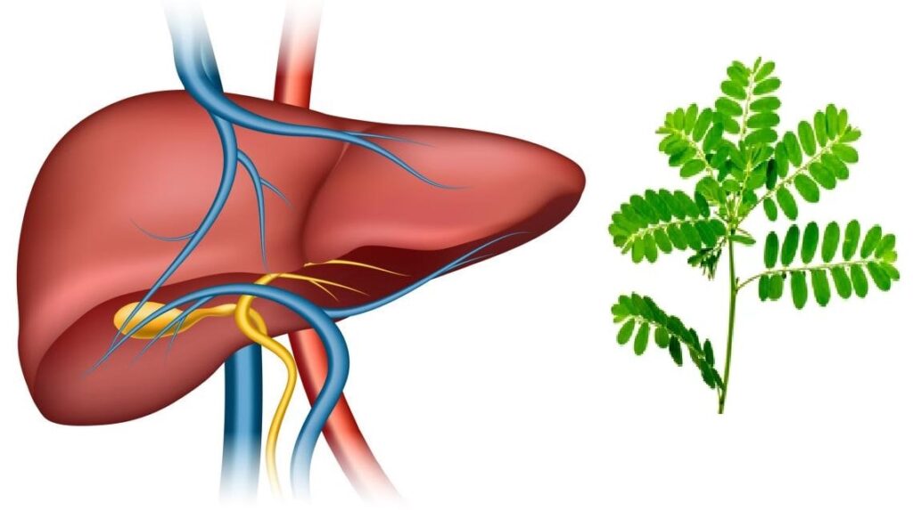 Diệp hạ châu đắng chữa bệnh gì?